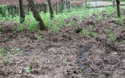 2014 – June – Work on Wildlife Garden.