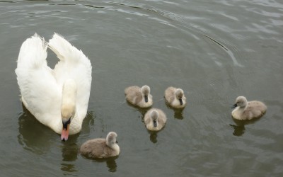 2014 -June – First cygnets on the lake for over ten years.