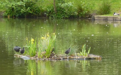 2014 – June – Coots nesting on the floating Island.