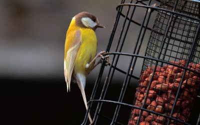 Do we have canaries at the Feeding Station?