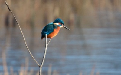 Another brightly coloured visitor!