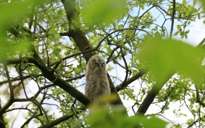 Two baby owls.