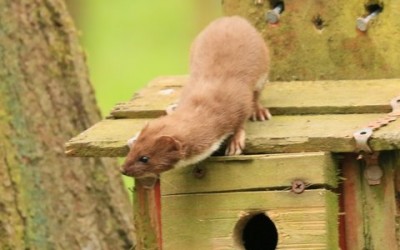 Stoat or weasel?