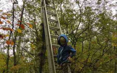 2015- November- It is time to repair the bird boxes.