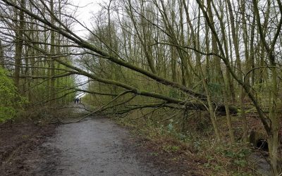 2017 – February Gales bring down trees around the site.