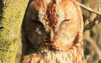 2018- 14th January – NATURE WALK.