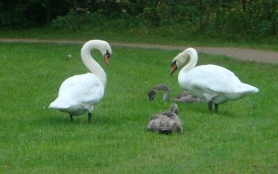 Birds continue to die.