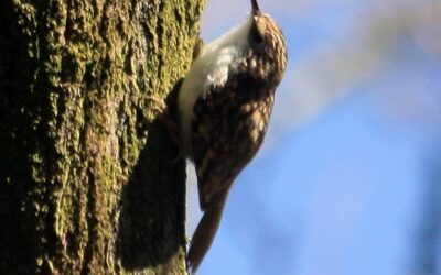 2014 – May – Wildlife moves in.