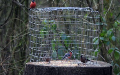 2014 – January & February – Feeding the birds.